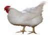 Broiler Tavuk Yetiştiriciliği Nedir?